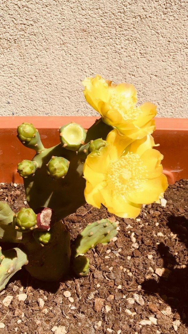 Kaktus B&B image 7